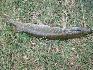 pike pike resting on the grass