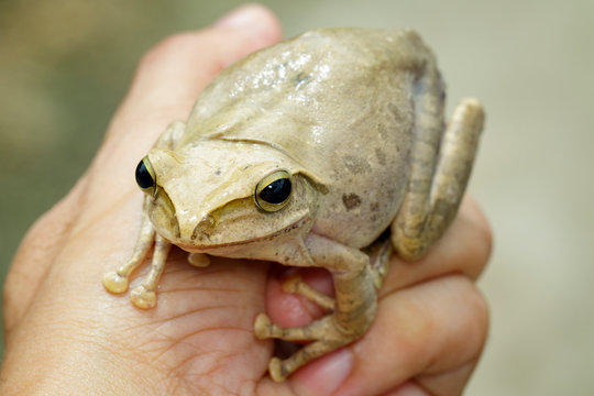 Image of Frog, Polypedates leucomystax,polypedates maculatus on hand.  Amphibian. Animal.