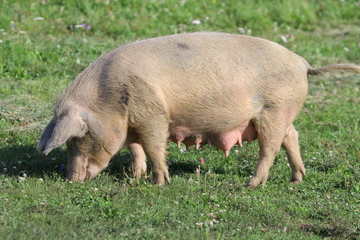 Big white pig © hebraeus