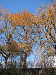 Tree in autumn colours