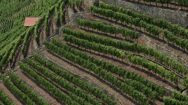 Vineyards in the Neckar Valley near Mundelsheim am Neckar close to Ludwigsburg, Baden-Wurttemberg, Germany, Europe