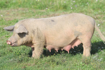 White pig uterus © hebraeus