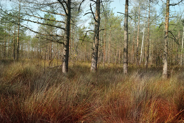 Obraz premium Forest mysterious warm autumn day as a background for design.