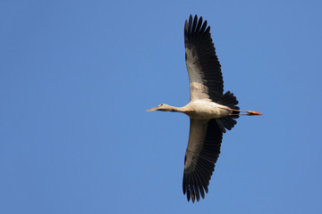 Image of an Asian openbill stork(Anastomus oscitans) flying in the sky. Bird, Wild Animals.