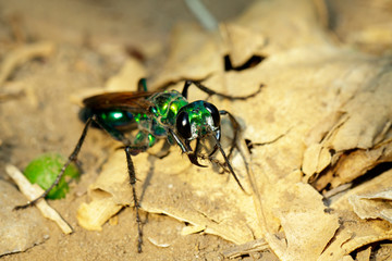 Image of Jewel Wasp or Emerald cockroach wasp (Ampulex compressa) on the ground. Insect. Animal.