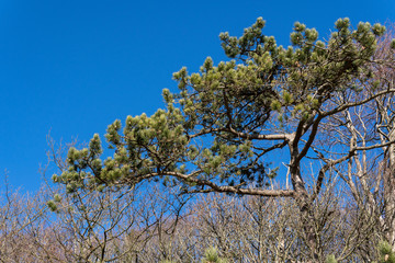 Pine tree in winter against a brilliant blue sky