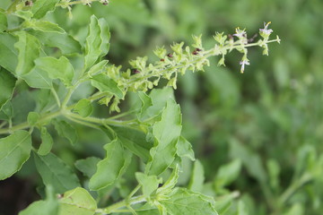 green organic basil herb in the garden