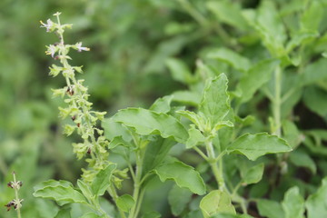 green organic basil herb in the garden