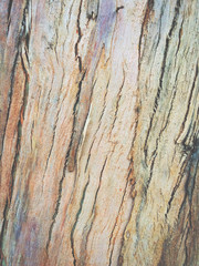 eucalyptus bark as background, wood texture, wood background
