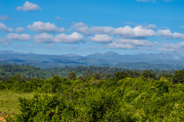 Fototapeta na wymiar View of the forest