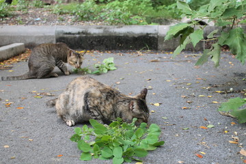cats on the street