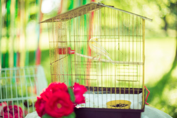 Summer nature and cage for a parrot