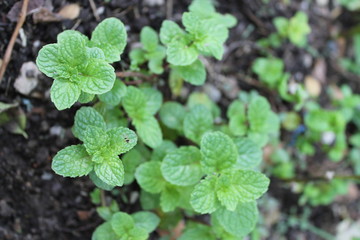 Green mint herb plant in the Organic farm.