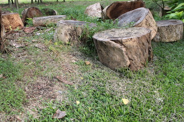 Fototapeta premium cut tree