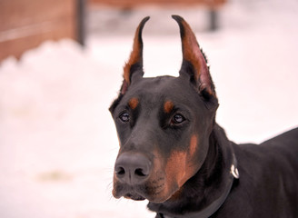 Dog breed Doberman on the street in winter. Portrait