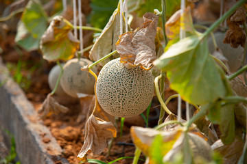 Cantaloupe