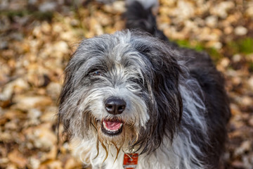 Portrait eines flauschigen Bordercollie Hundes