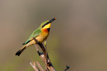 Little bee-eater with a prey in Kruger National Park in South Africa