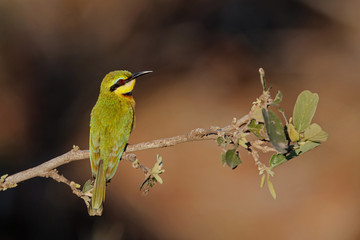 Little bee-eater on a branch in the dry riverbed in Kruger National Park in South Africa