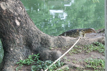 Water Monitor in the park