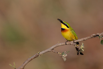 Little bee-eater with a prey in Kruger National Park in South Africa