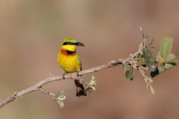 Little bee-eater with a prey in Kruger National Park in South Africa