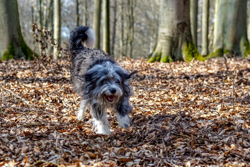 Bordercollie Hund mit langem fell läuft fröhlich im Herbst durch Blätter im Wald