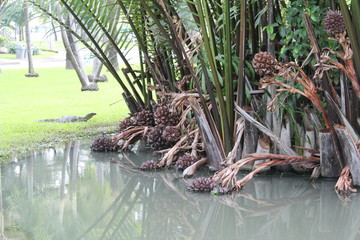 Water Monitor in the park