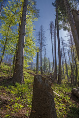 Panoramic view of a fir forest attacked by pests on a Spring day.