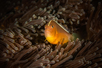 Clownfish 