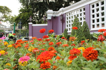 vivid colour flowers and violet wall