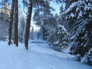 Fototapeta premium Зима, снег, мороз, солнечный день, сосны