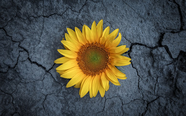 sunflower on wooden background