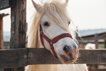 Cutest white horse portrait, lovely face