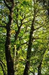 Tree at summer