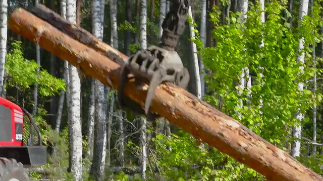 Forestry & Logging Equipment. A forestry forwarder uses a log grapple to load logs. The forestry industry.  A forestry forwarder works in a pine forest. The log grapple, close-up.