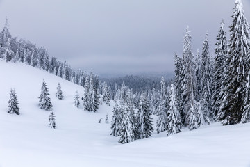 Mountain landscape with fir trees covered in snow