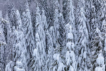 Fototapeta na wymiar Mountain landscape with fir trees covered in snow