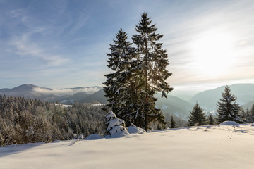 Fototapeta premium Mountain landscape with fir trees covered in snow