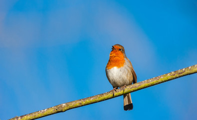 cute little robin bird perched and singing on a tree branch in the sunshine
