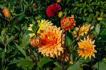 Dahlien Blüte gelb orange Knospe