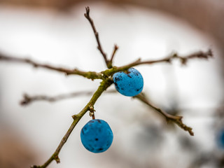 The blackthorn fruits, golden thistle on the branch of the tree with nature light in pastel tones...