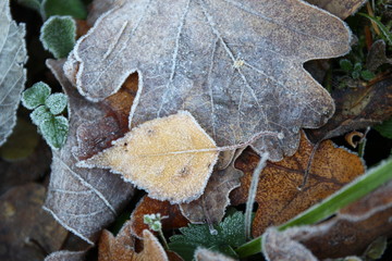 Late autumn: little yellow birch leaf in the morning frost 
