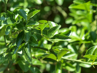 Poncirus trifoliata - Feuilles trifoliées du citronier épineux