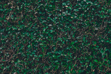 Green bush background. Leaves texture