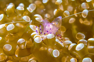 Sea anemone Shrimp