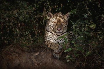 American jaguar female in the darkness of a brazilian jungle. Panthera onca. Wild brasil. Brasilian wildlife. Big cats, dark background, low key.