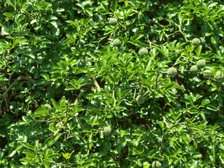 Fototapeta na wymiar Poncirus trifoliata - Le citronier épineux, un bel arbuste d'ornement