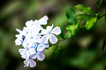 white flowers on green background