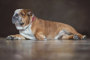 Bouledogue anglais en gros plan